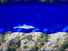 Load image into Gallery viewer, Ecco The Dolphin