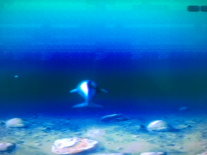 Ecco: the Tides of Time