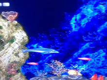 Load image into Gallery viewer, Ecco The Dolphin