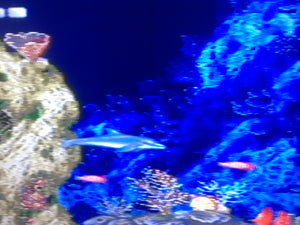 Ecco The Dolphin
