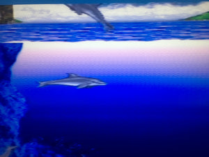Ecco The Dolphin