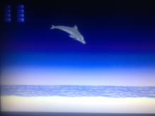 Load image into Gallery viewer, Ecco The Dolphin